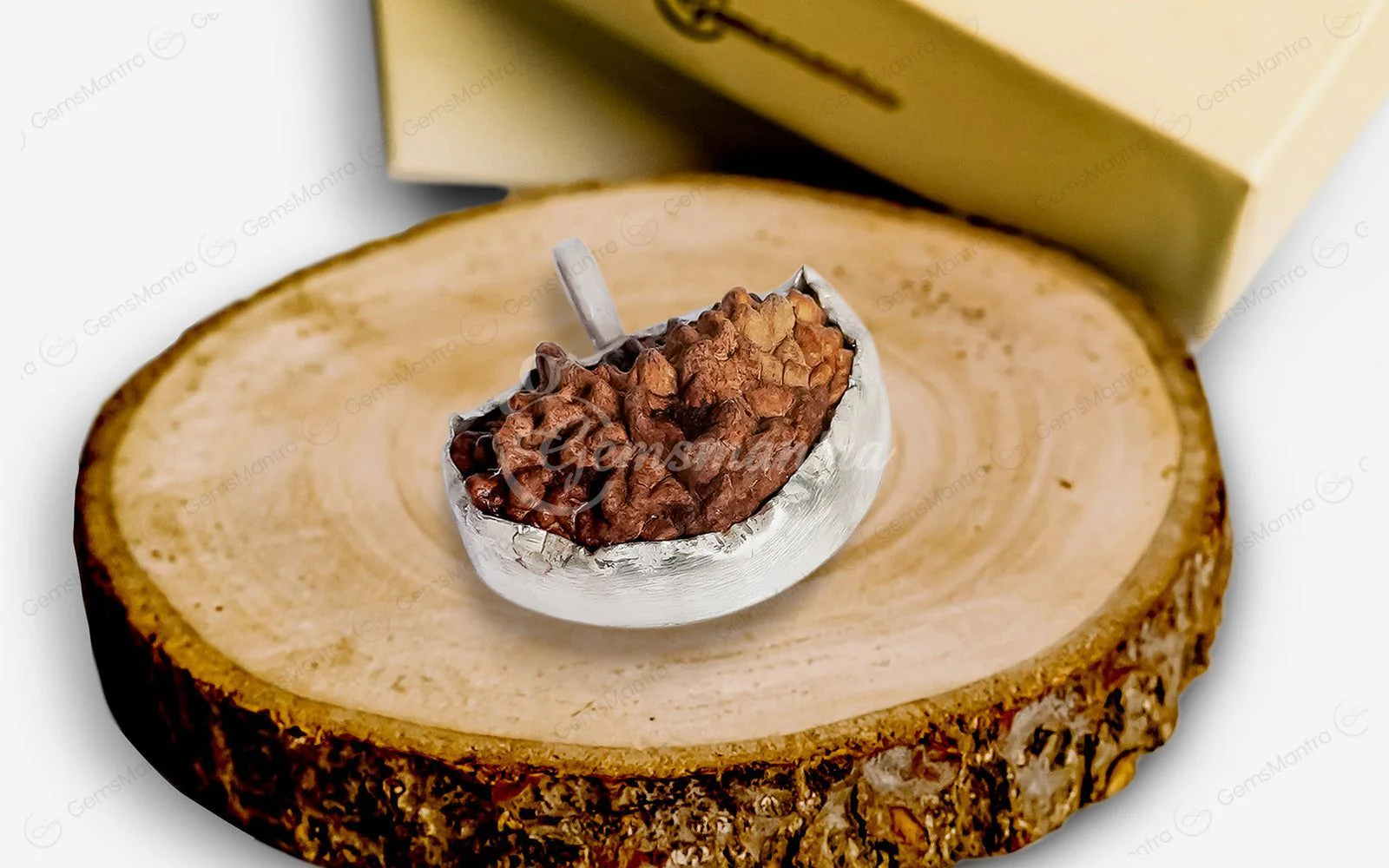 Natural 1 Mukhi Rudraksha (with Silver Pendant) - Indian - Image 3