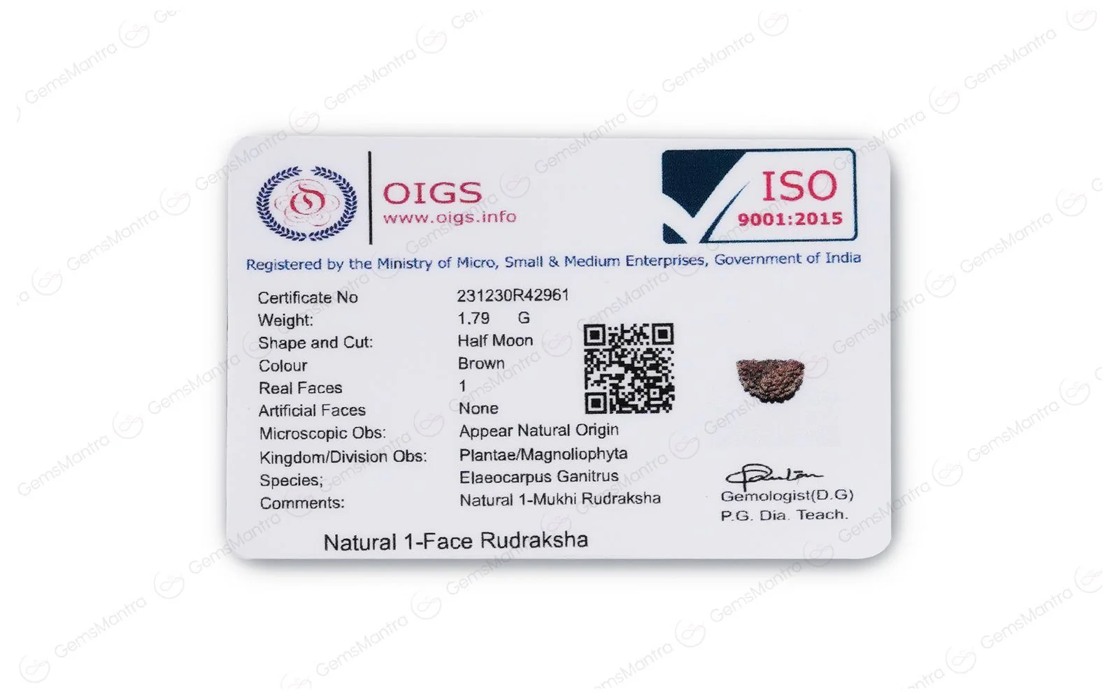 Natural 1 Mukhi Rudraksha (with Silver Pendant) - Indian - Image 5