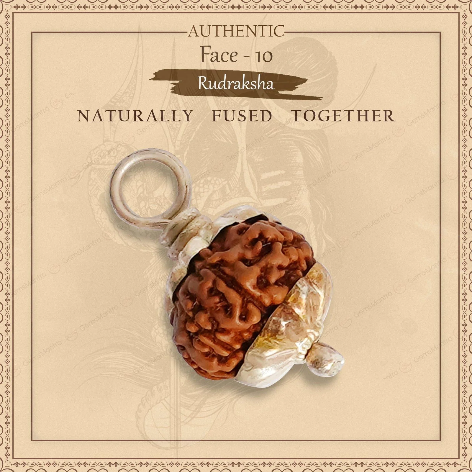 Natural 10 Mukhi Rudraksha (Indo) - Image 11