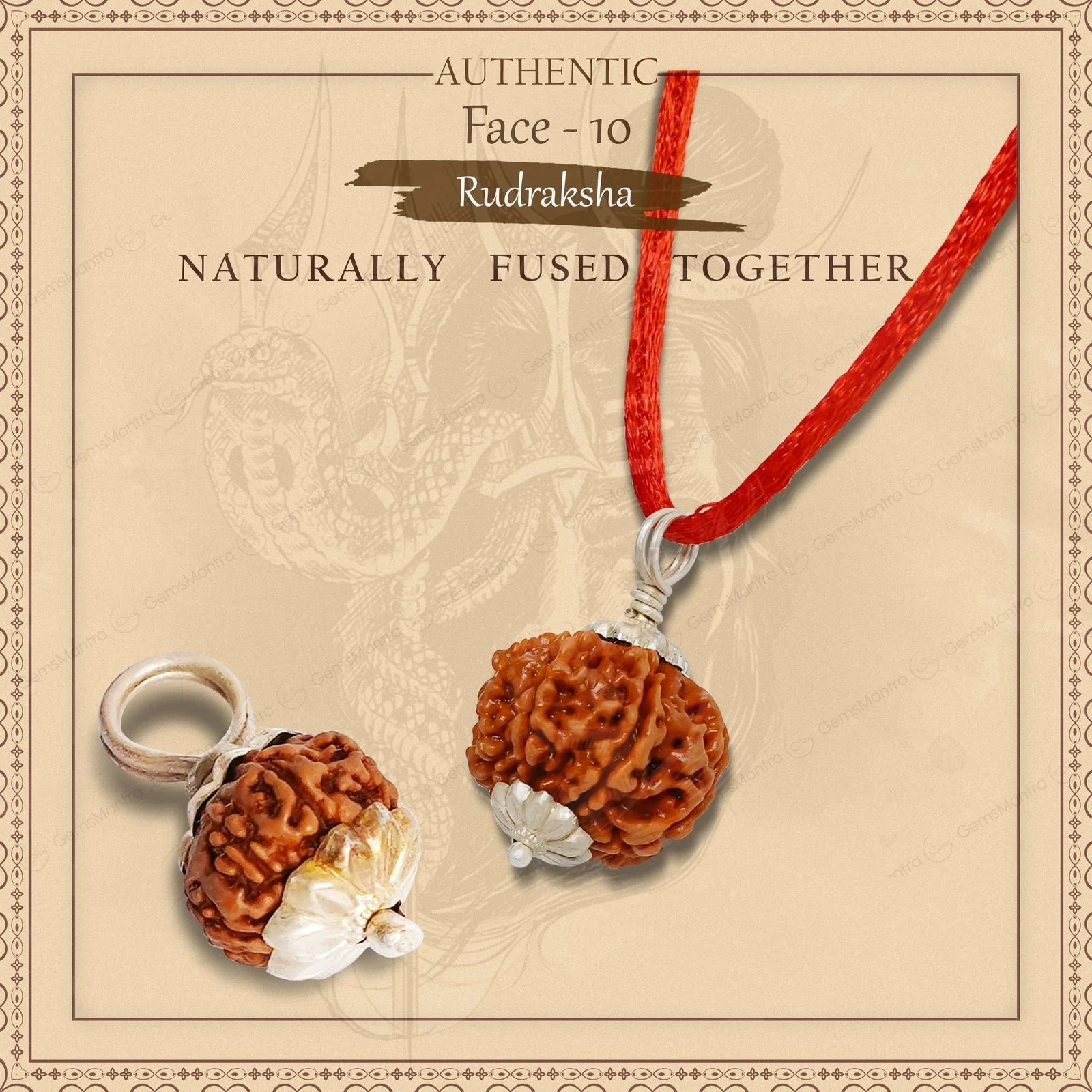 Natural 10 Mukhi Rudraksha (Indo) - Image 13