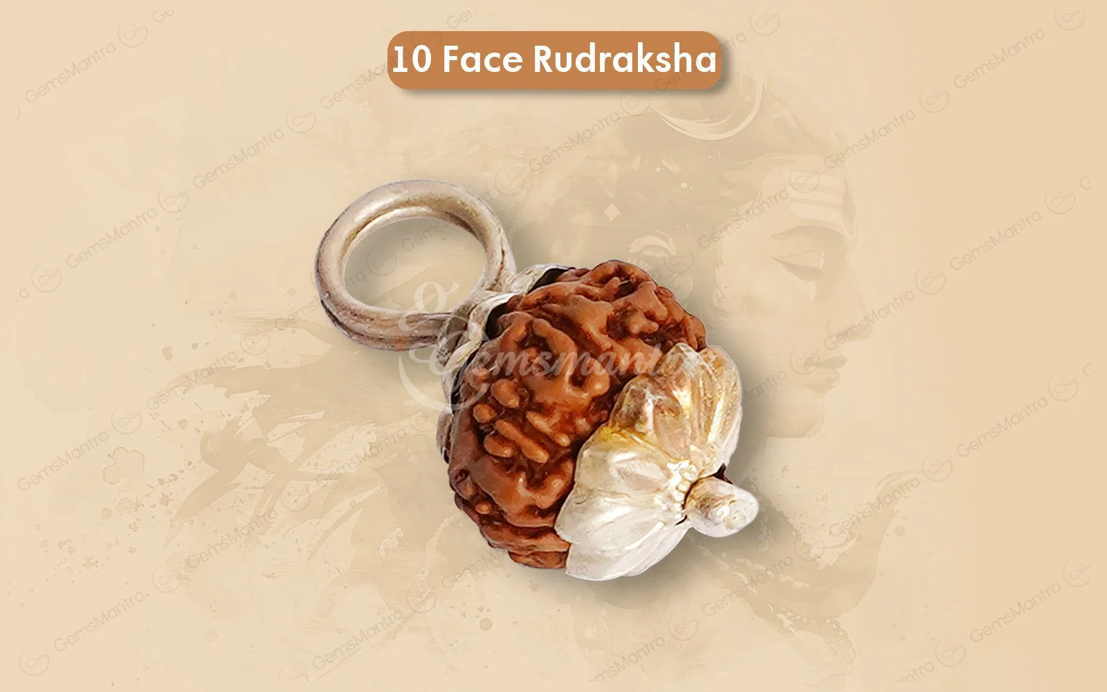 Natural 10 Mukhi Rudraksha (Indo) - Image 14