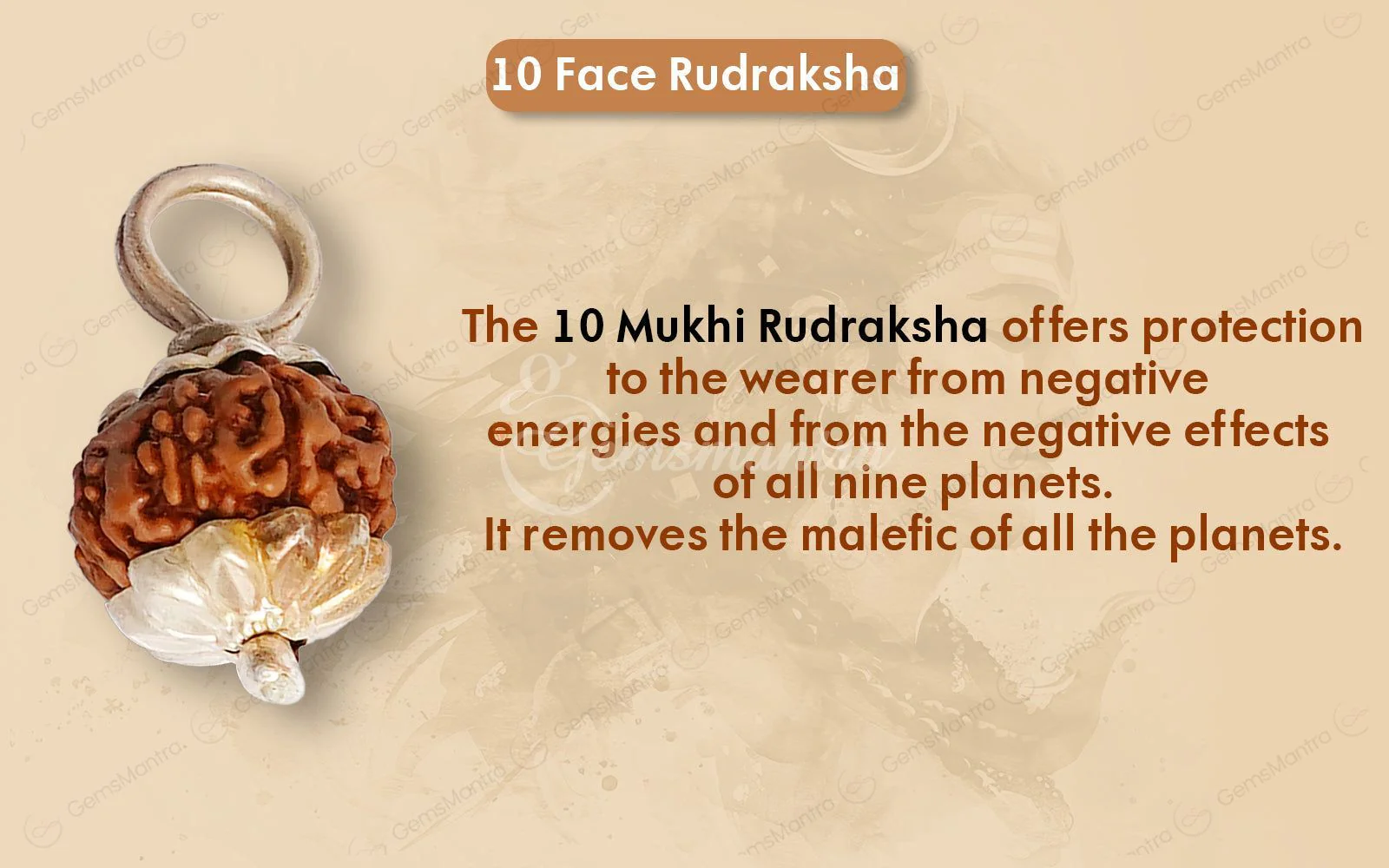 Natural 10 Mukhi Rudraksha (Indo) - Image 15