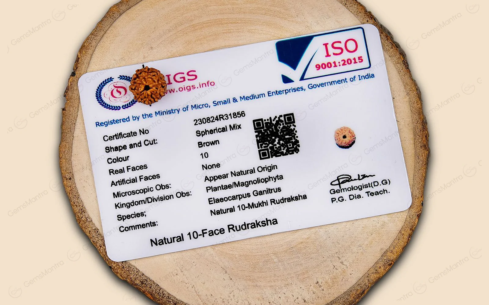 Natural 10 Mukhi Rudraksha (Indo) - Image 7