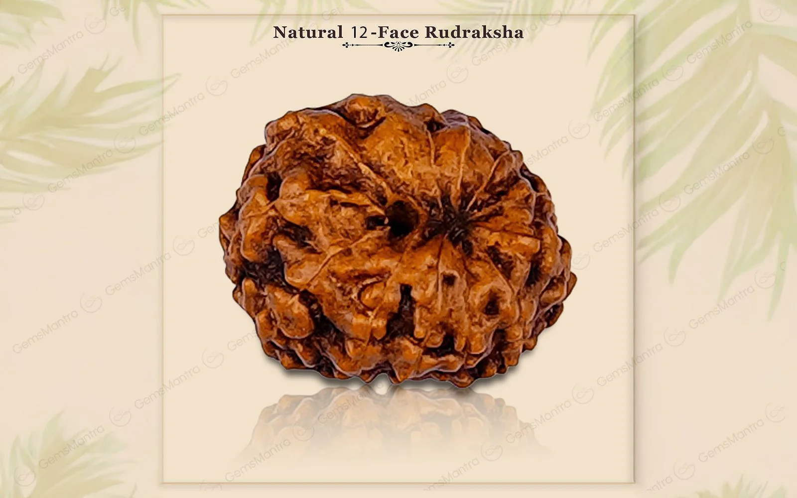 Natural 12 Mukhi Rudraksha (Indo) - Image 5