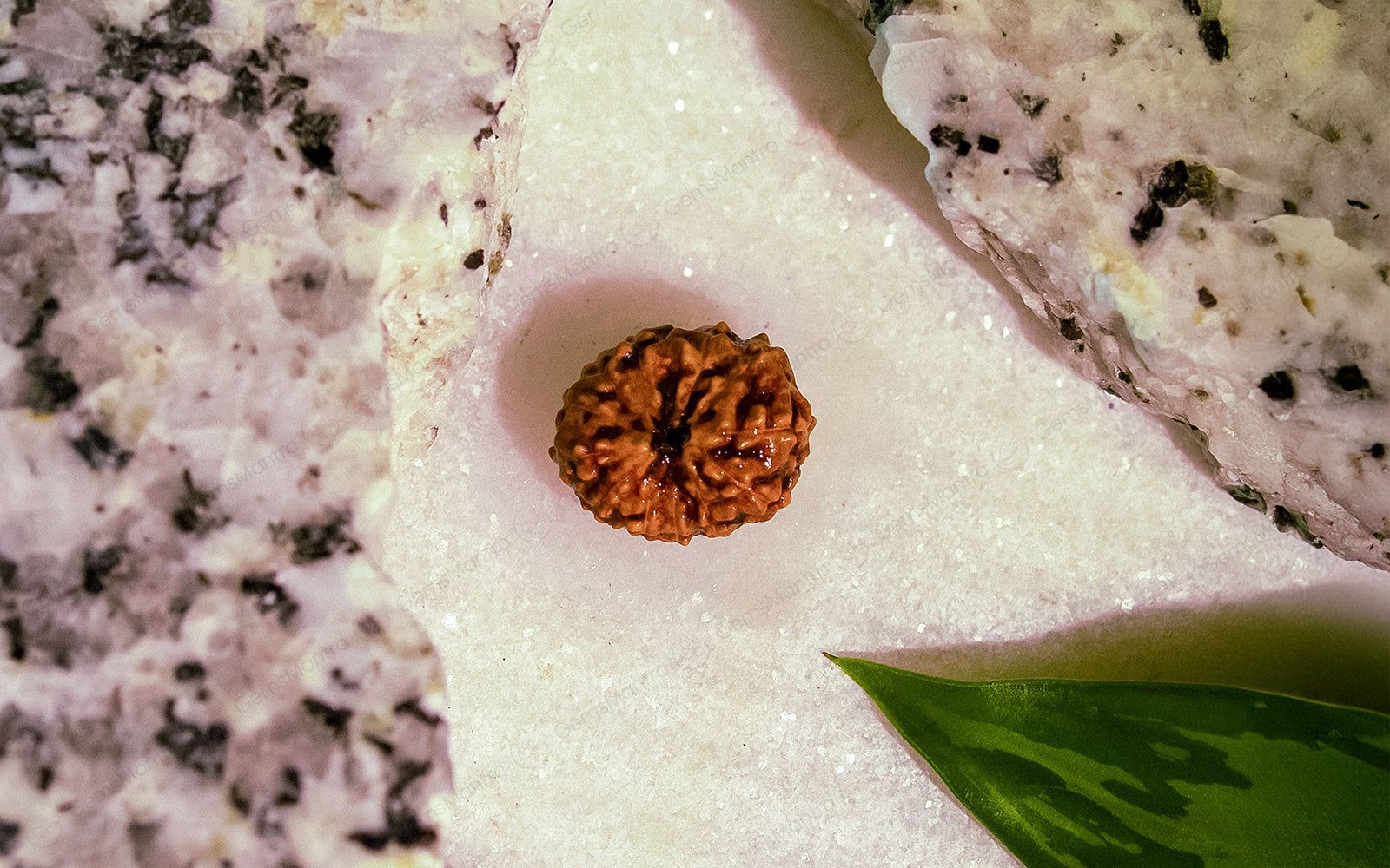 Natural 12 Mukhi Rudraksha (Indo) - Image 6