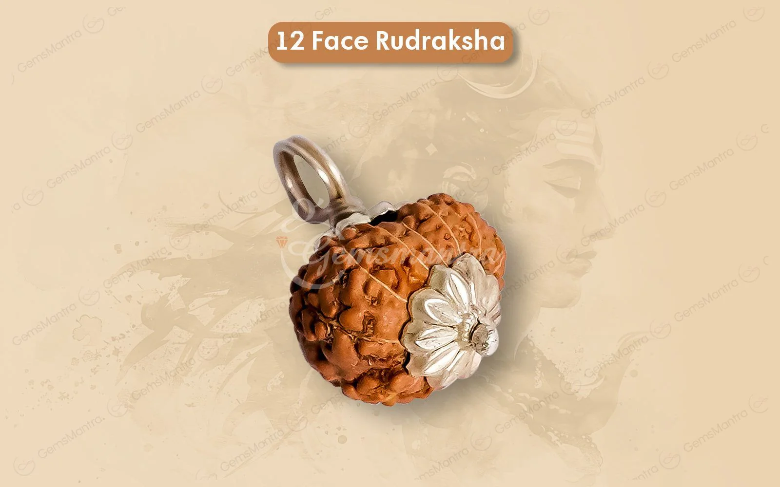 Natural 12 Mukhi Rudraksha (Indo) - Image 7