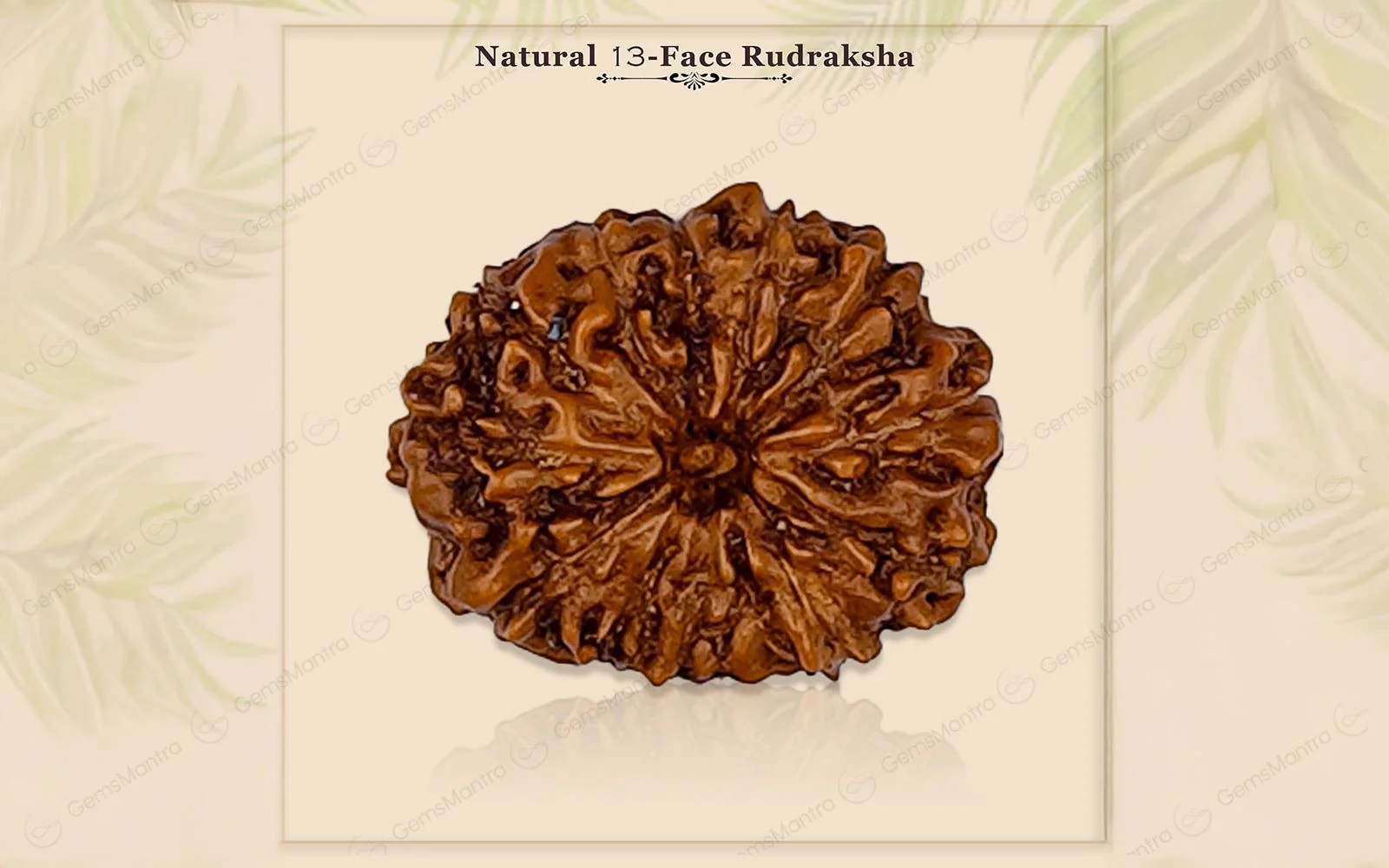 Natural 13 Mukhi Rudraksha (Indo) - Image 3