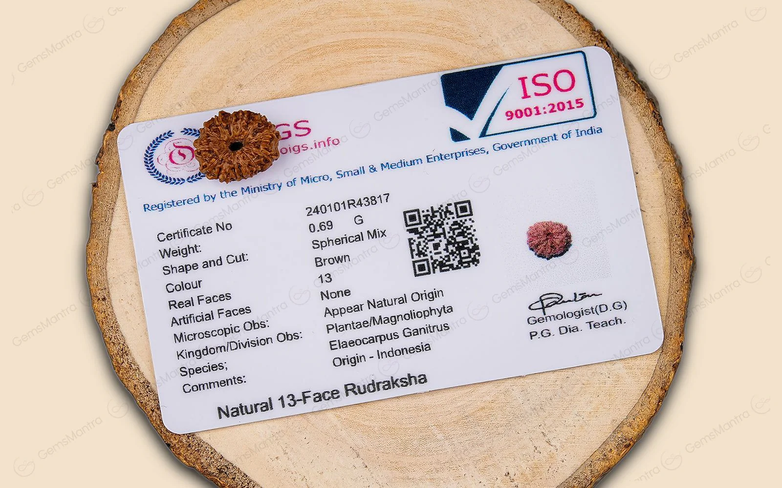 Natural 13 Mukhi Rudraksha (Indo) - Image 5