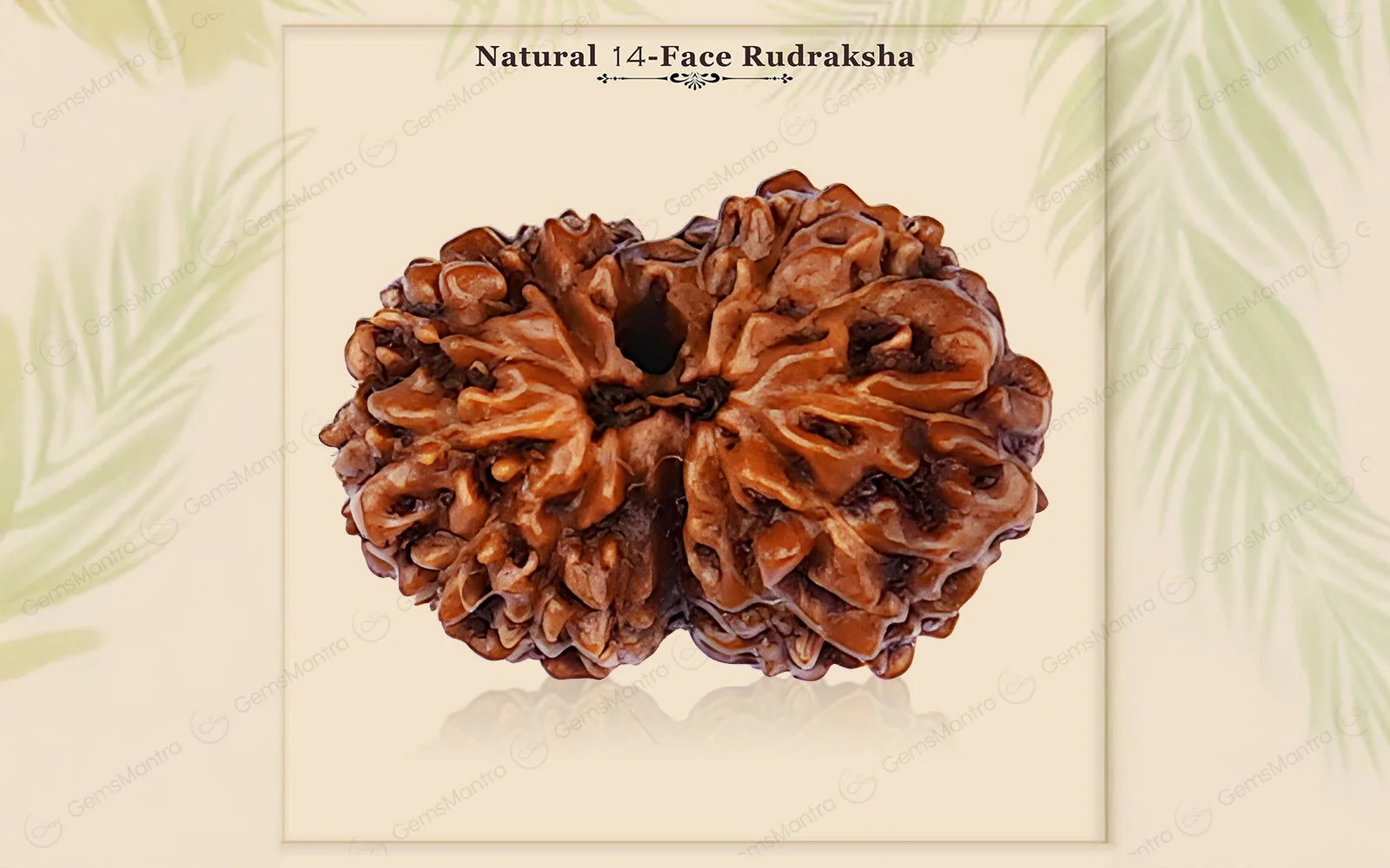 Natural 14 Mukhi Rudraksha (Indo) - Image 3