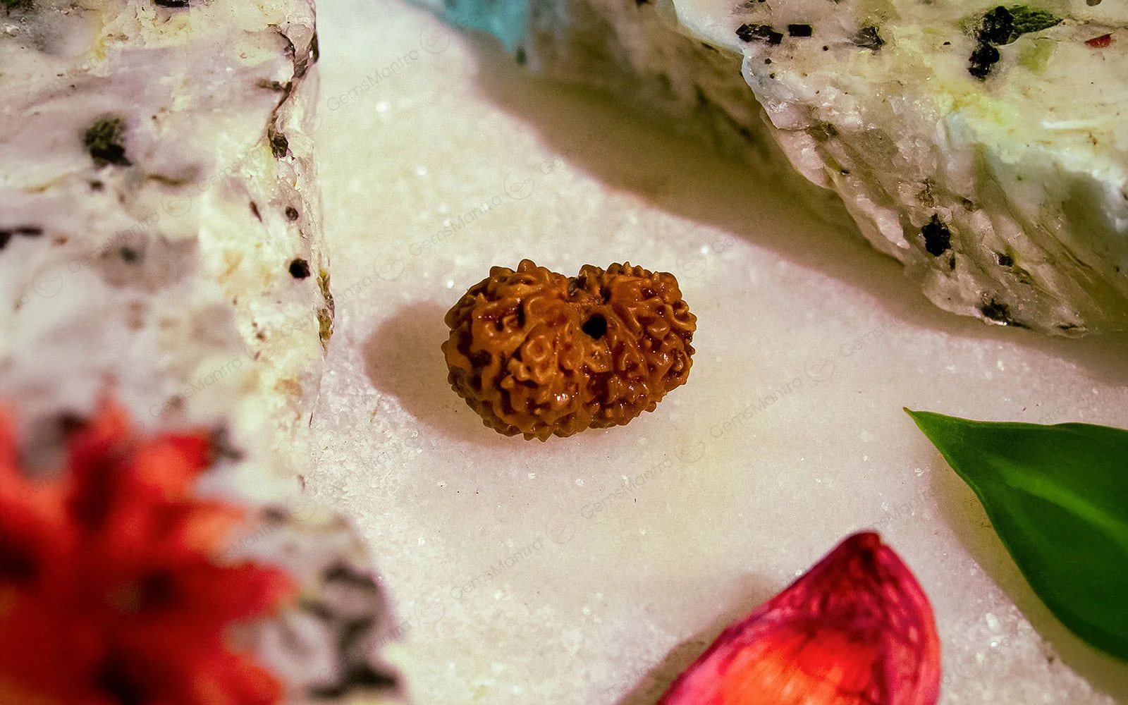 Natural 14 Mukhi Rudraksha (Indo) - Image 4