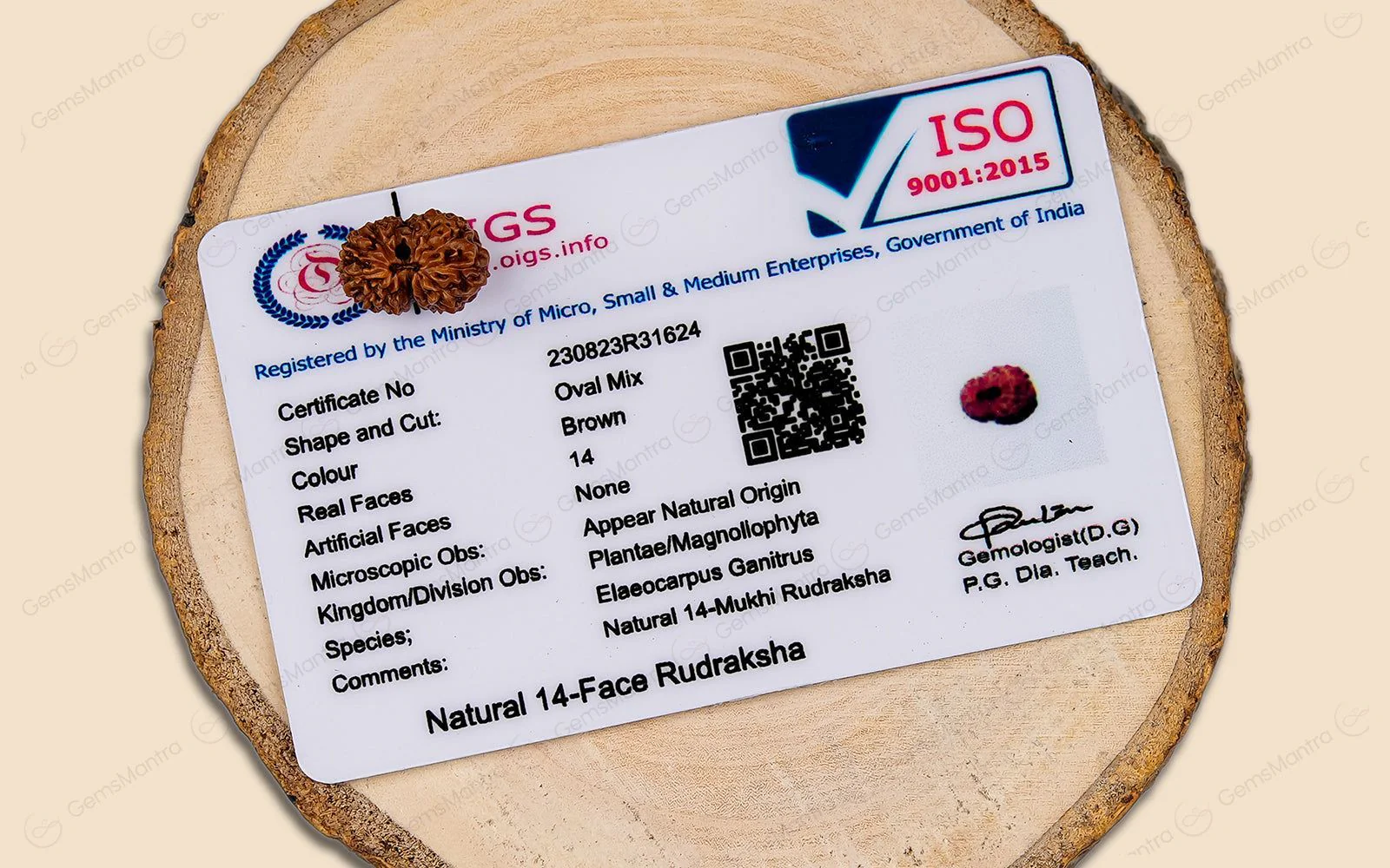 Natural 14 Mukhi Rudraksha (Indo) - Image 5