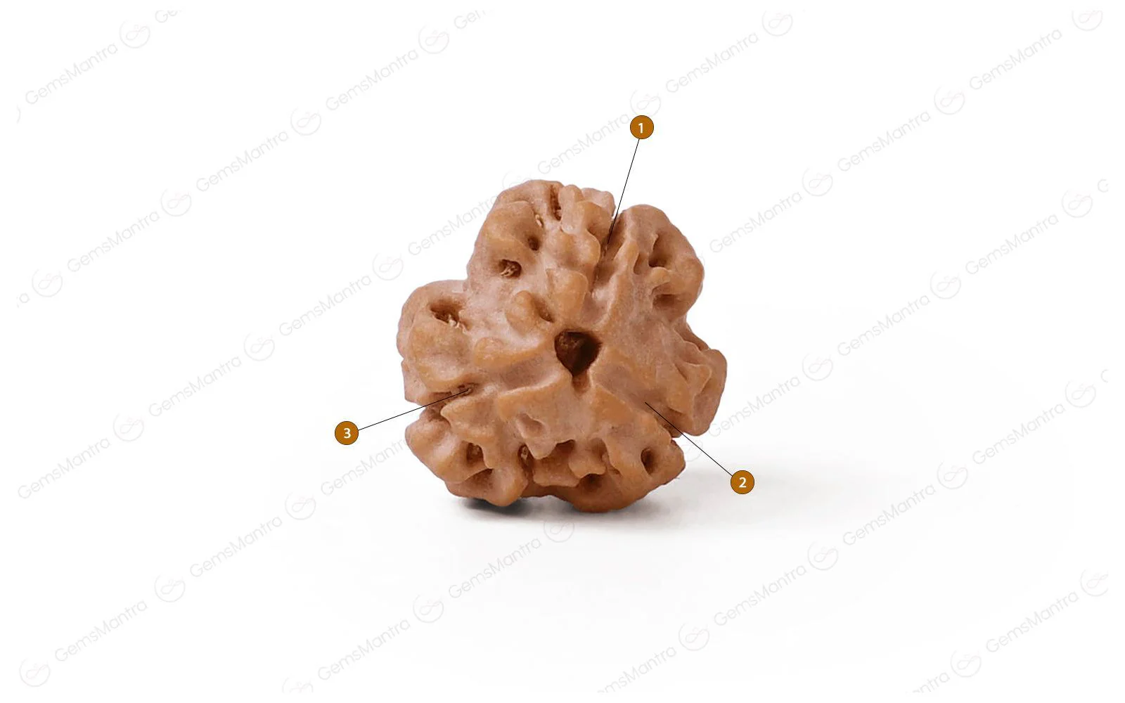 Natural 3 Mukhi Rudraksha (Nepali) - Image 4