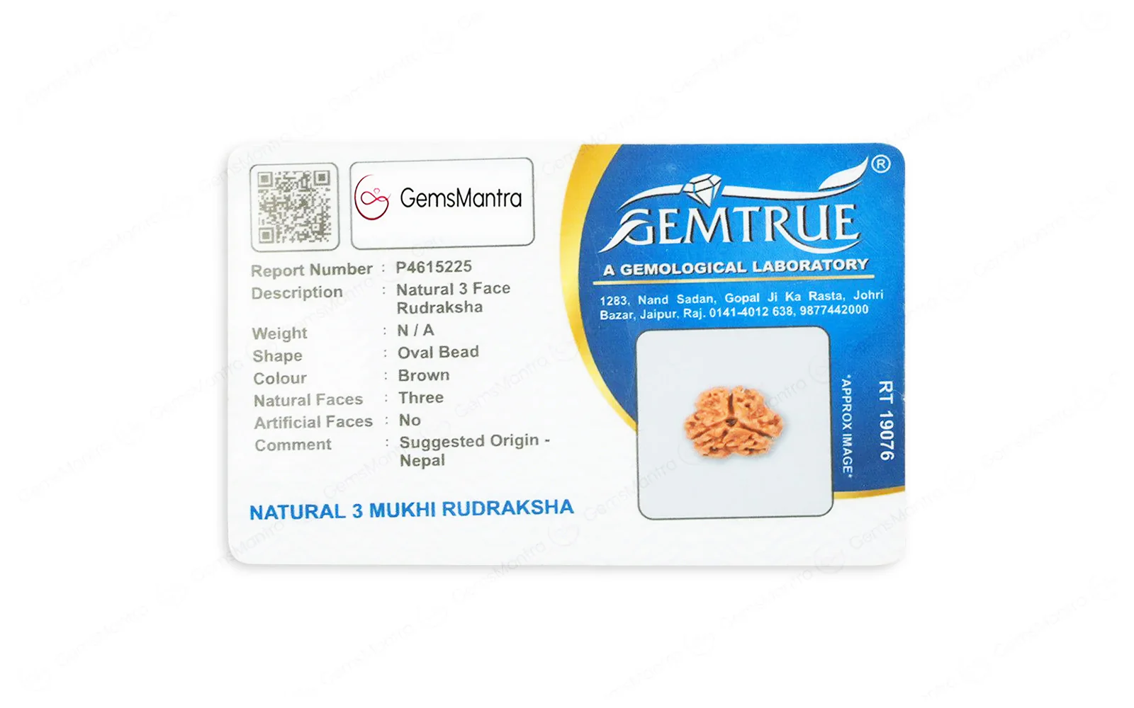 Natural 3 Mukhi Rudraksha (Nepali) - Image 5