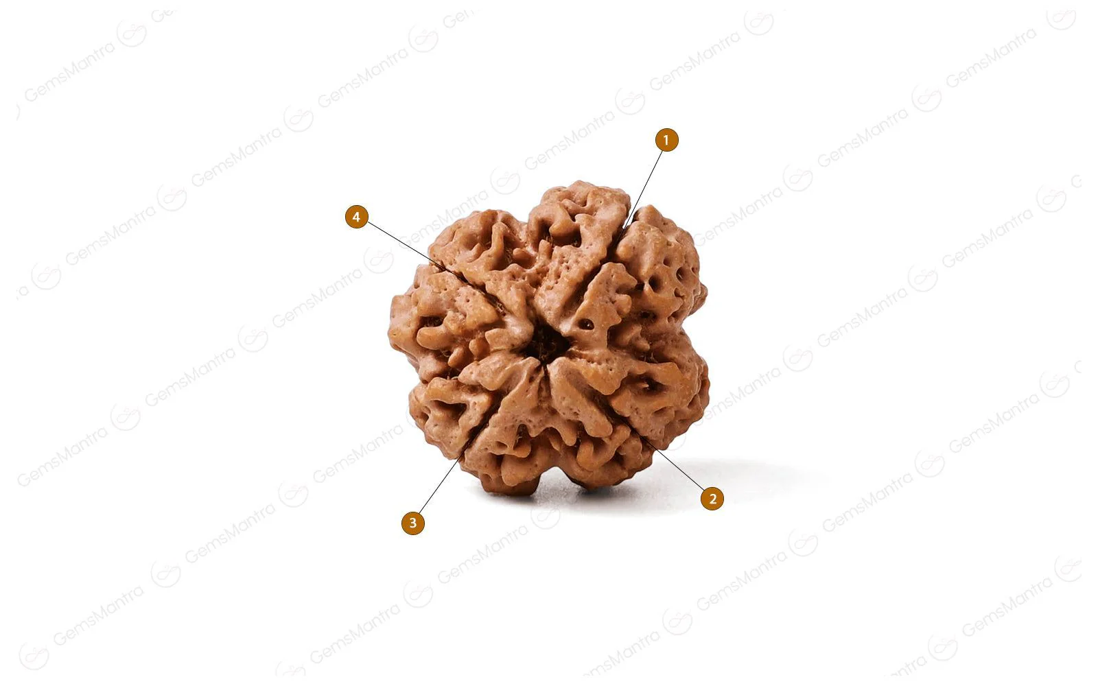 Natural 4 Mukhi Rudraksha (Nepali) - Image 4
