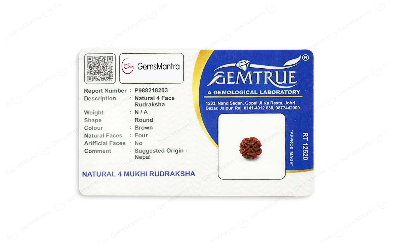 Natural 4 Mukhi Rudraksha (Nepali) - Image 5