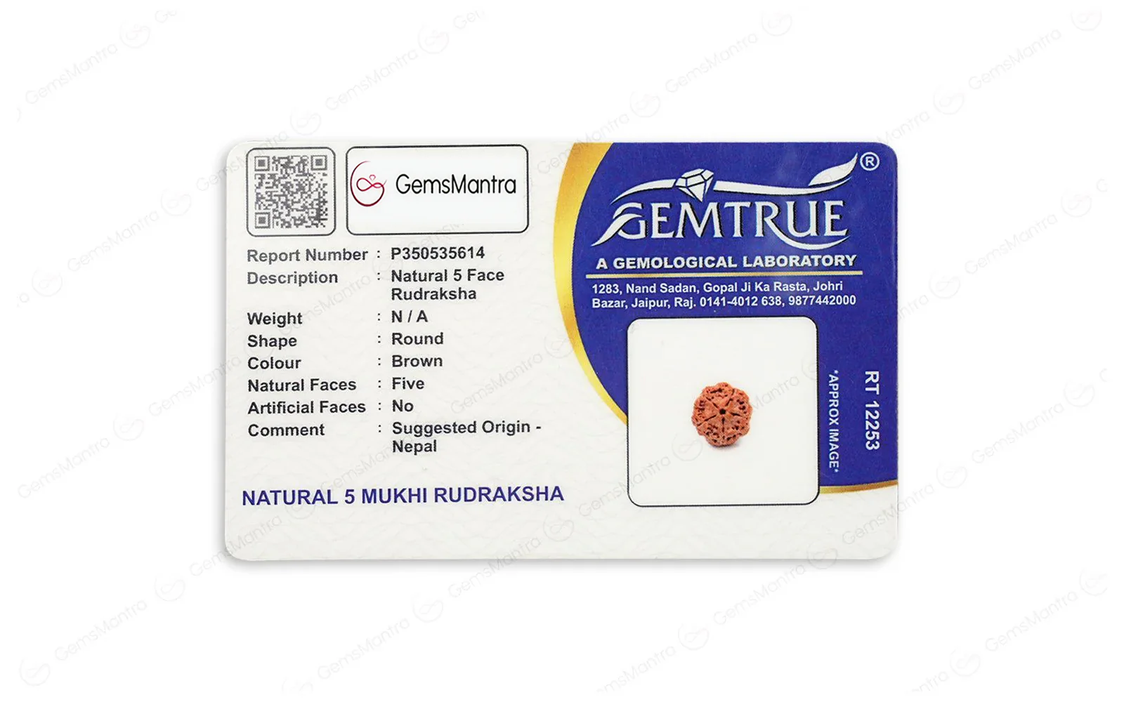 Natural 5 Mukhi Rudraksha (Nepali) - Image 5