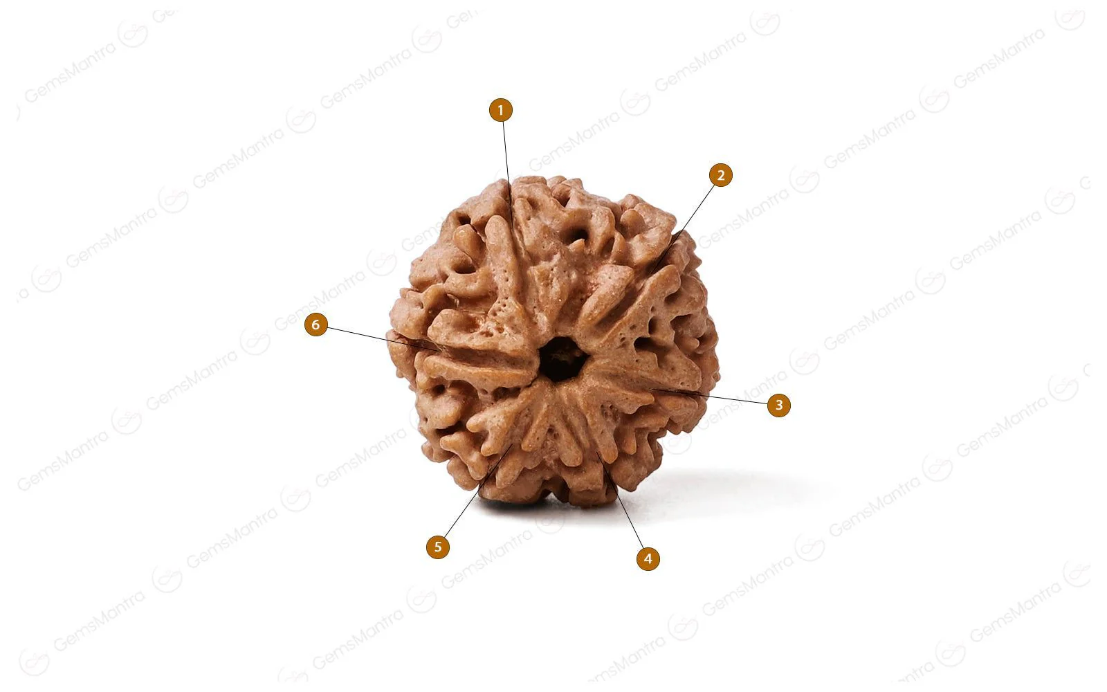 Natural 6 Mukhi Rudraksha (Nepali) - Image 4