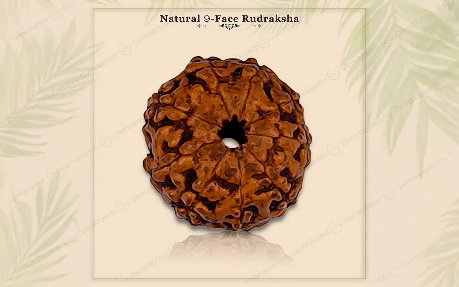 Natural 9 Mukhi Rudraksha (Indo) - Image 3