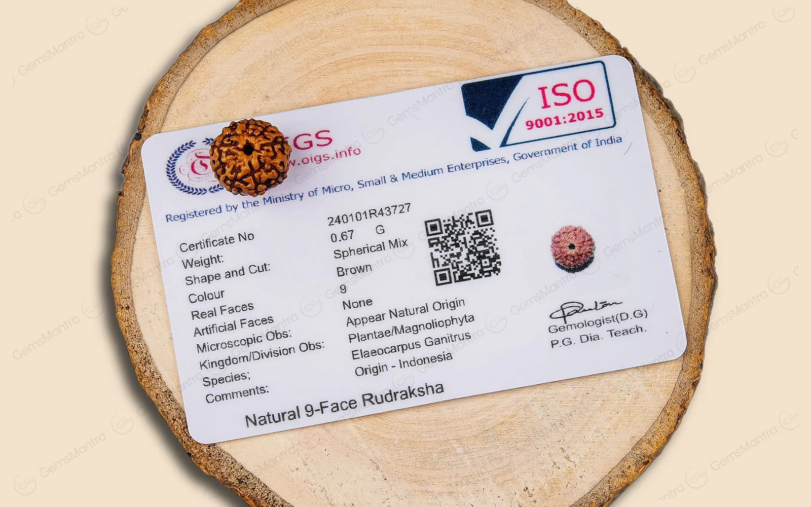 Natural 9 Mukhi Rudraksha (Indo) - Image 5