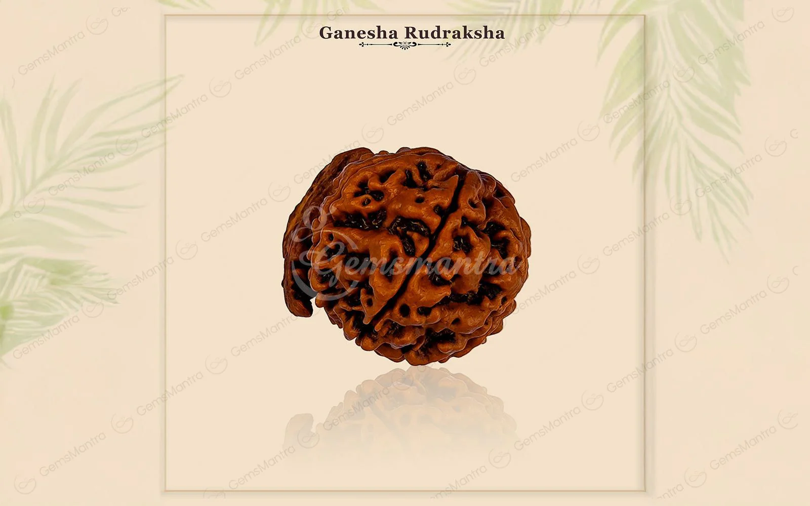 Natural Ganesha Rudraksha - Image 5