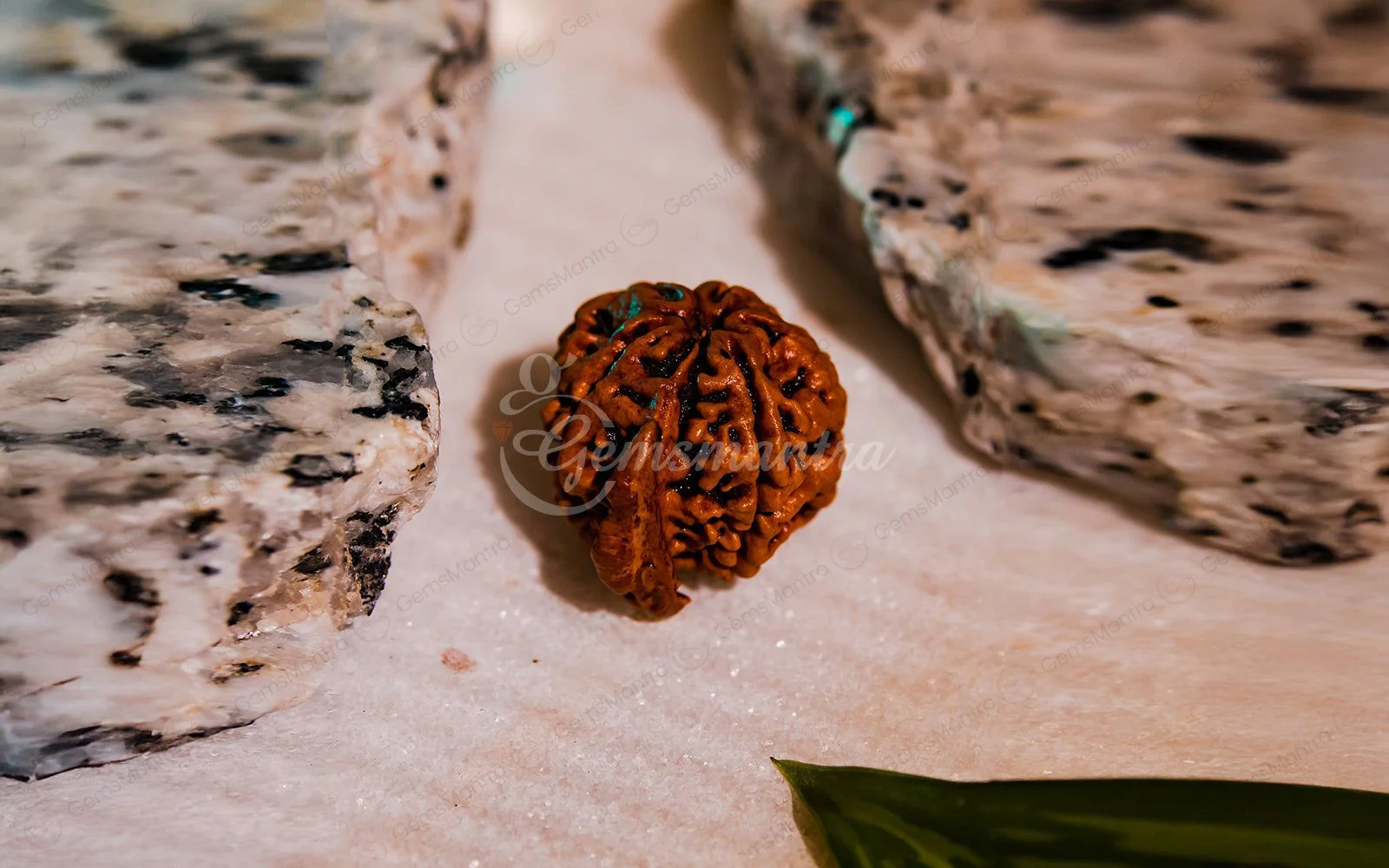 Natural Ganesha Rudraksha - Image 6