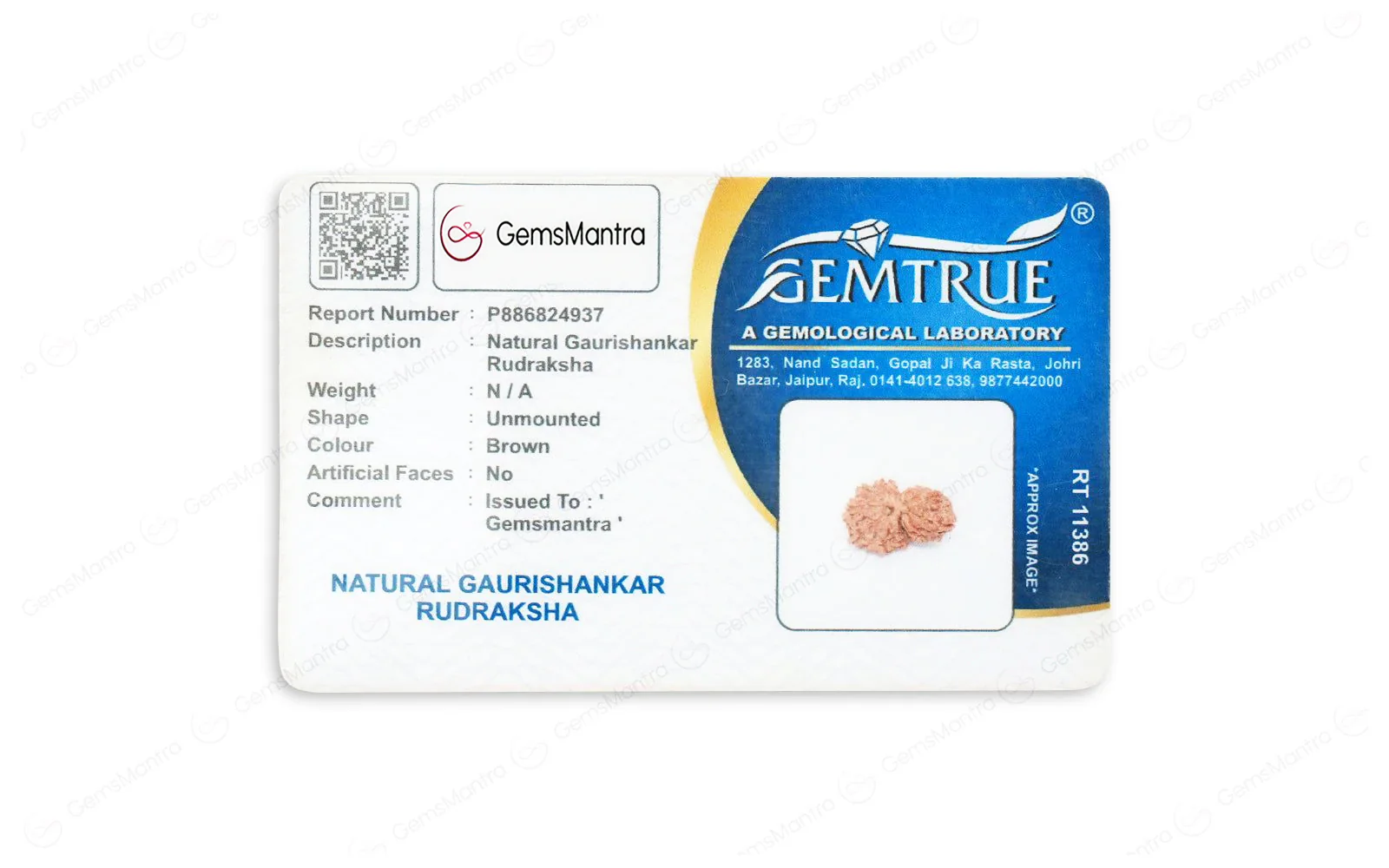 Natural Gauri Shankar Rudraksha - Image 4