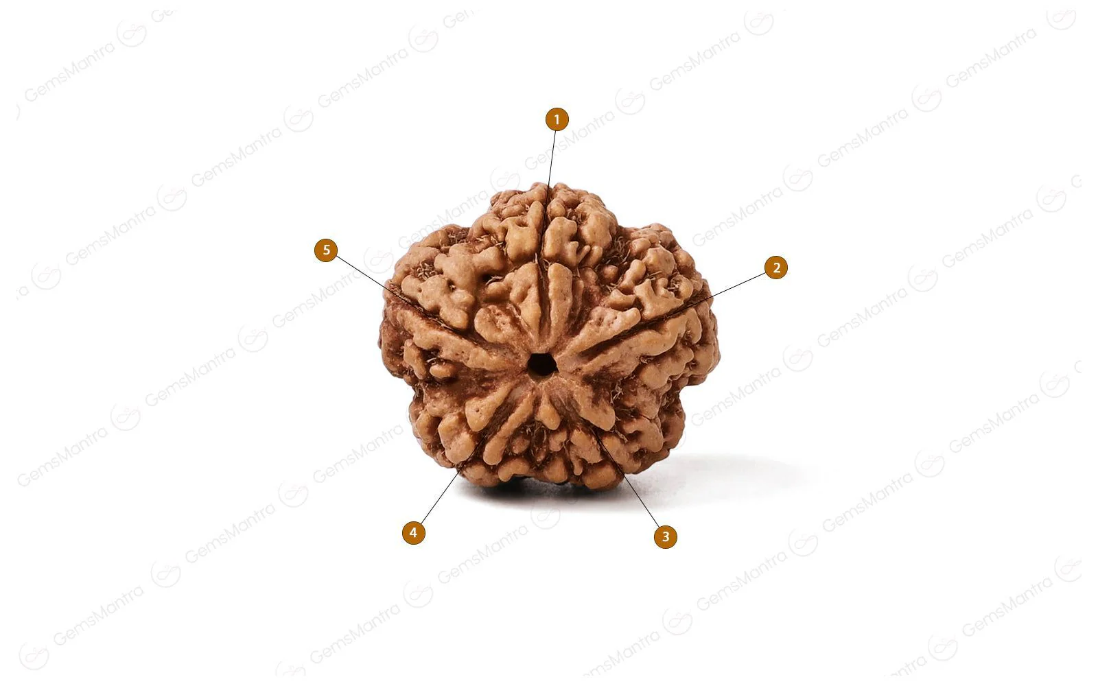 Natural 5 Mukhi Rudraksha (Nepali) - Image 4