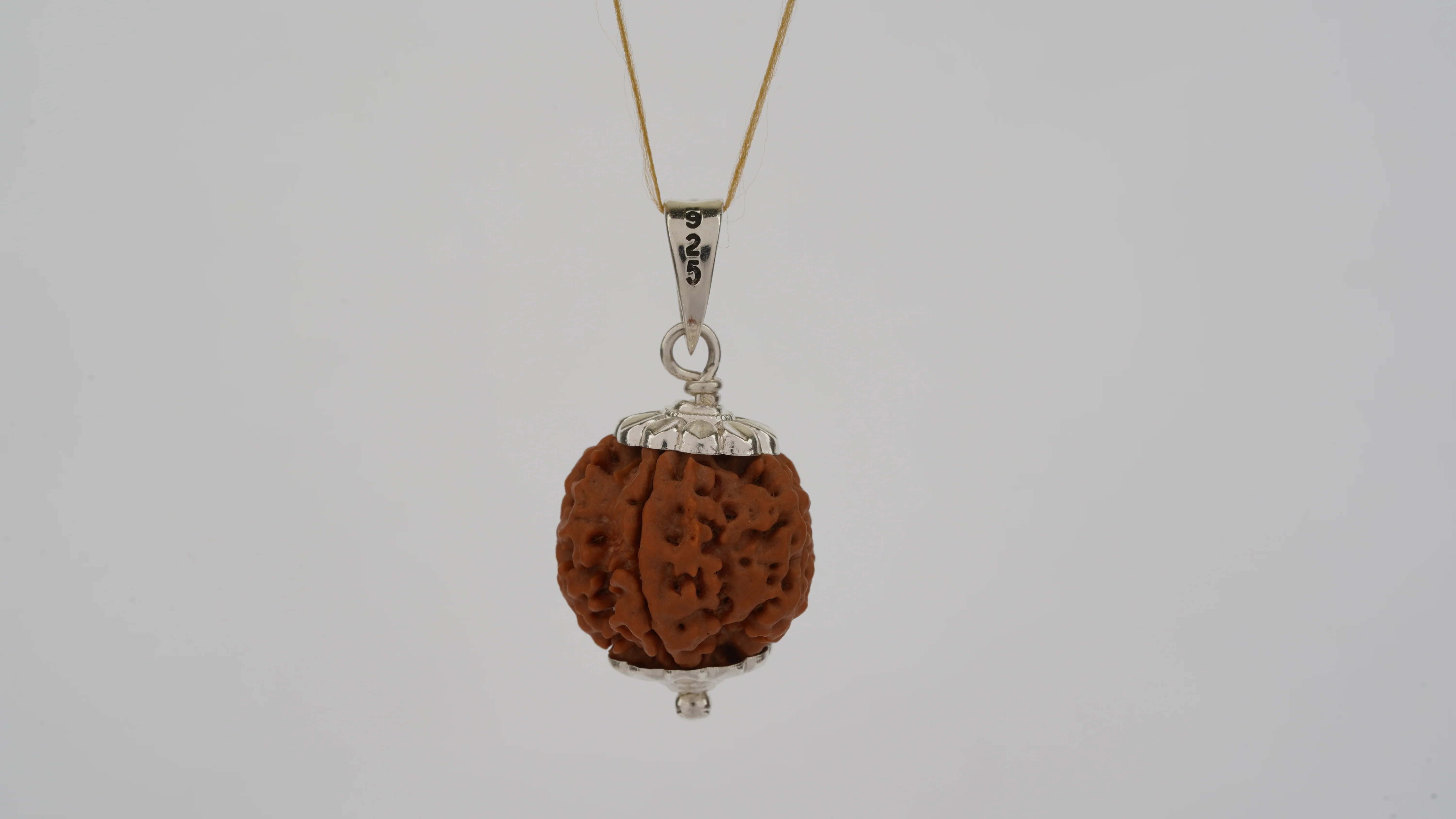 Natural 5 Mukhi Rudraksha (Nepali) - Image 6