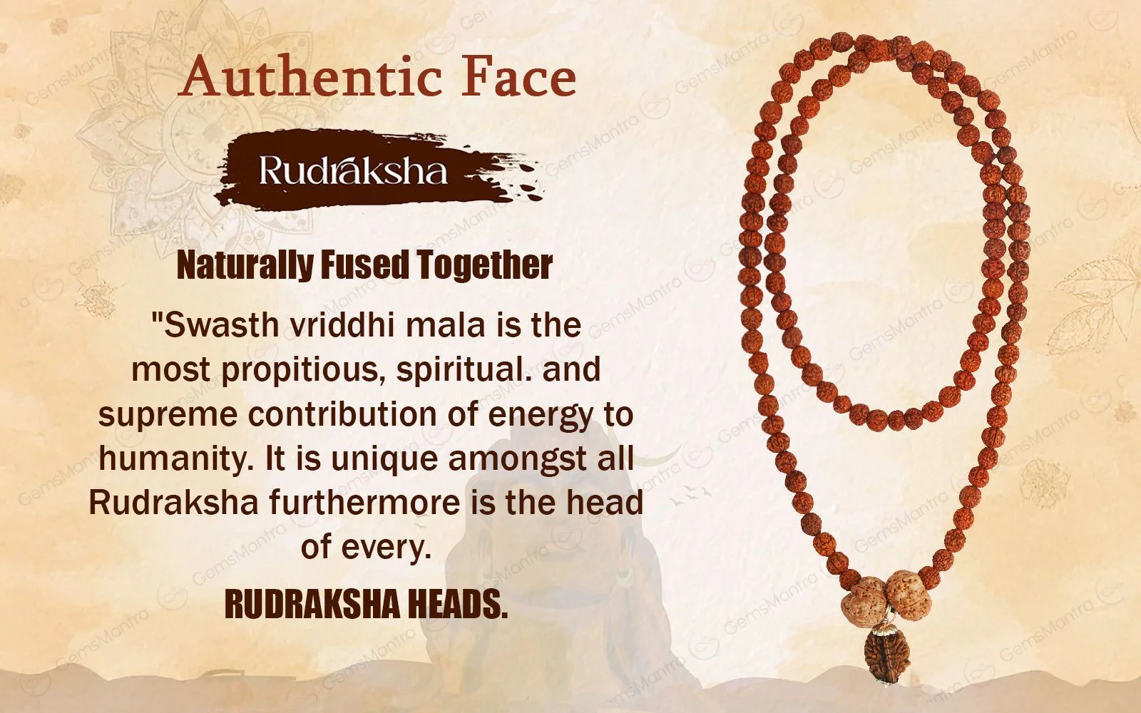 Swasth Vriddhi Mala - 7 Mukhi and 2 Mukhi Rudraksha - Image 5